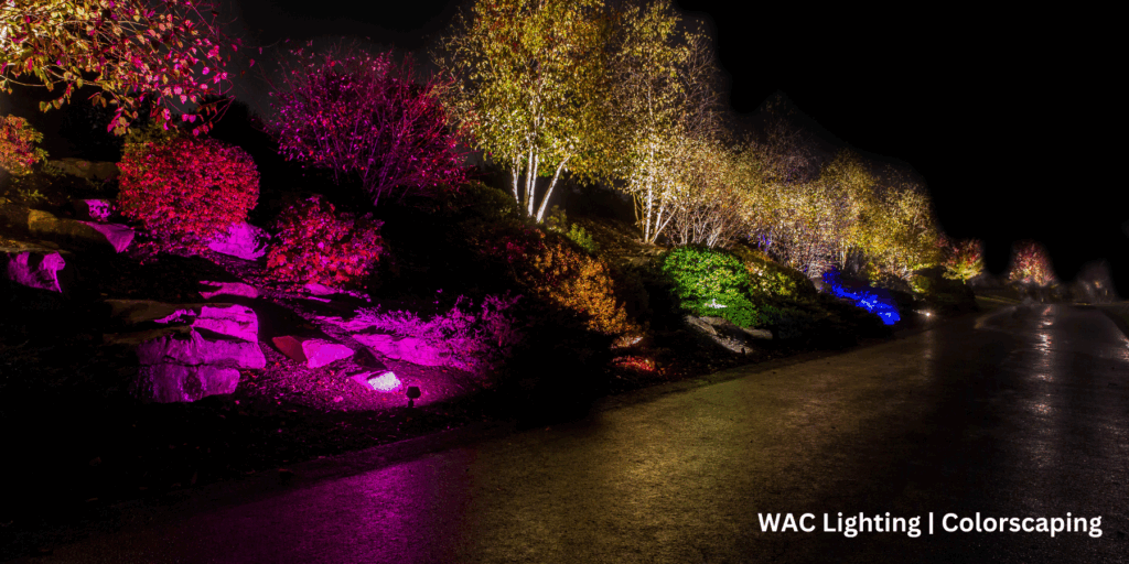 Trees along a path lit with multicolored lights.
