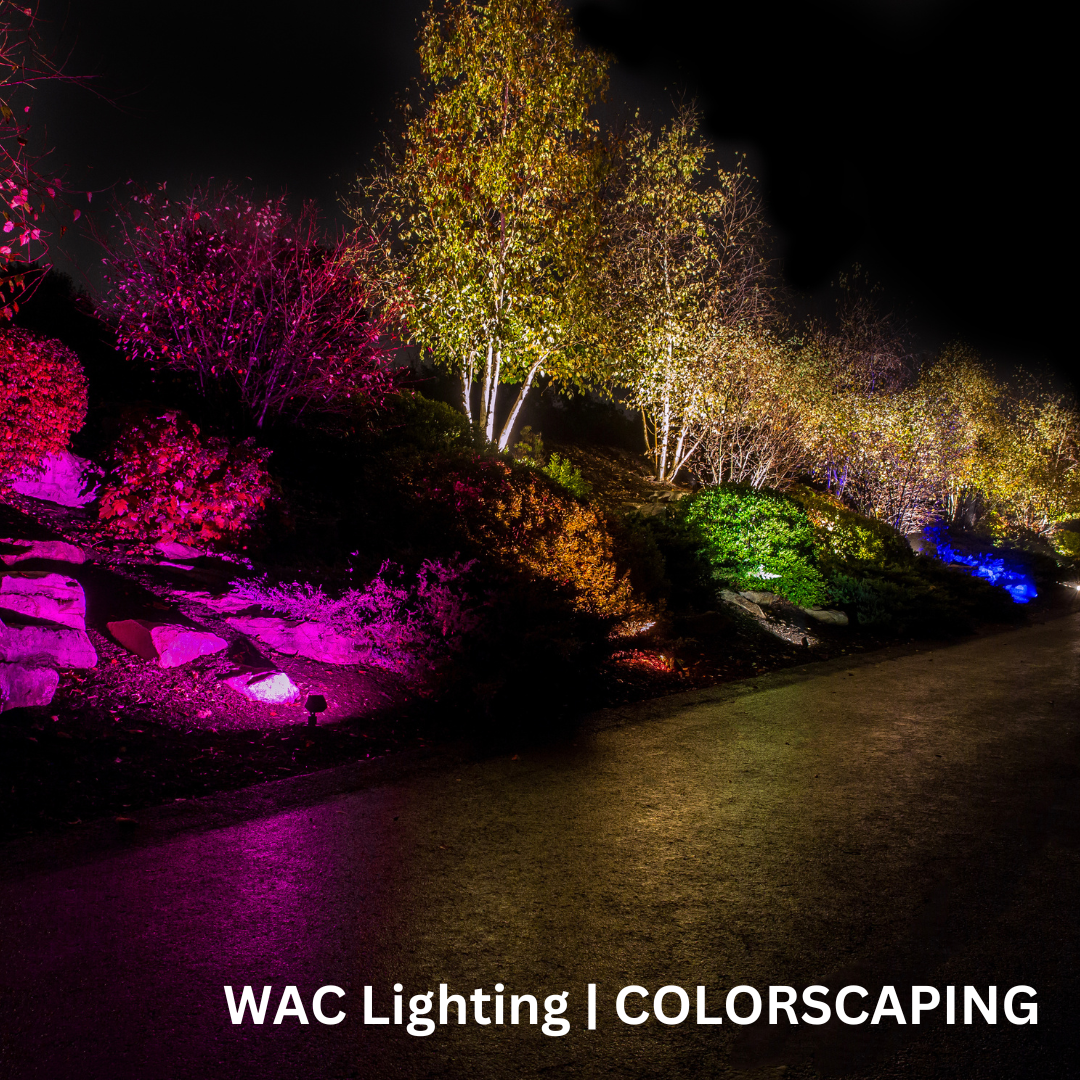 Trees along a path lit with multicolored lights.